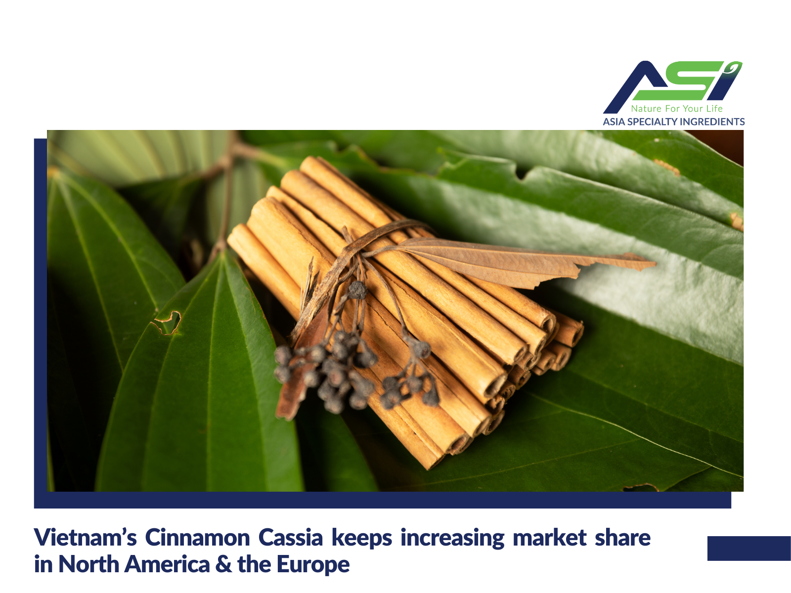 Vietnam's Cinnamon Cassia in EU and North America market