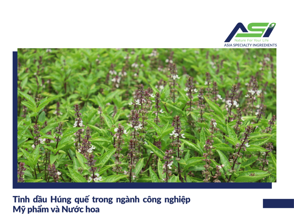 Tinh dầu húng quế trong ngành công nghiệp Mĩ phẩm và Nước hoa