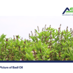 A Big Picture of Basil Oil