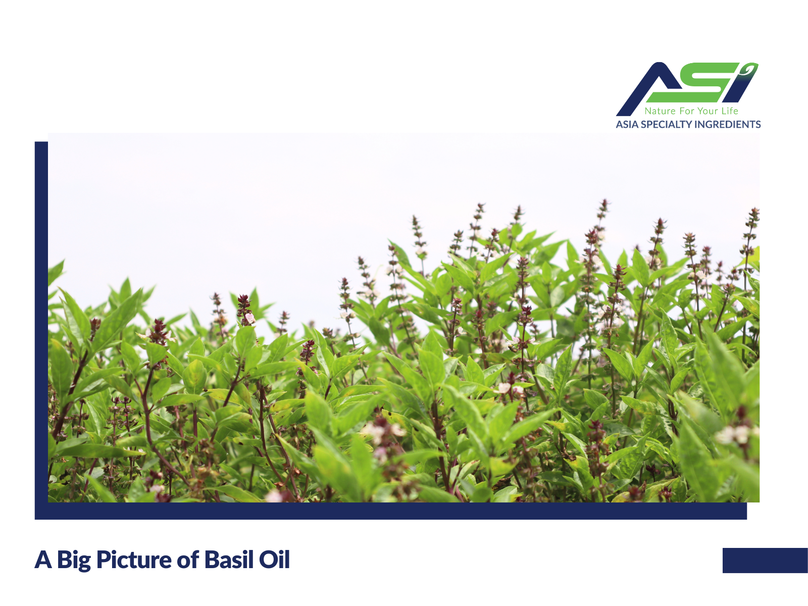 A big picture of basil oil