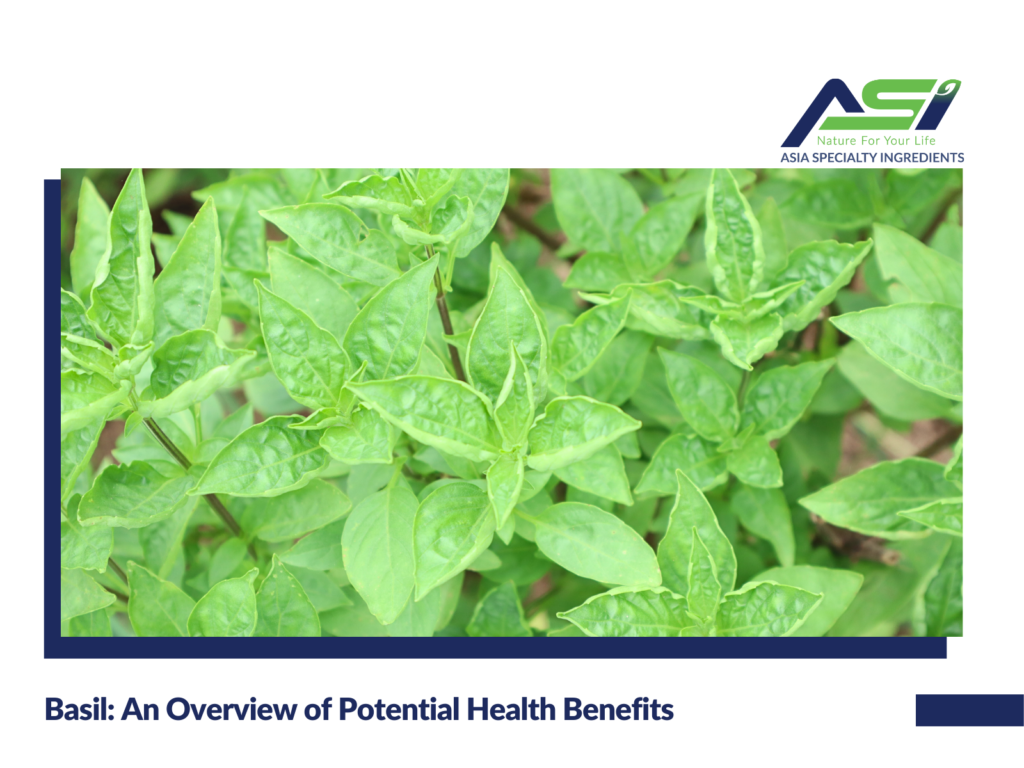 Basil: An Overview of Potential Health Benefits