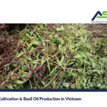 Basil Cultivation & Basil Oil Production in Vietnam 