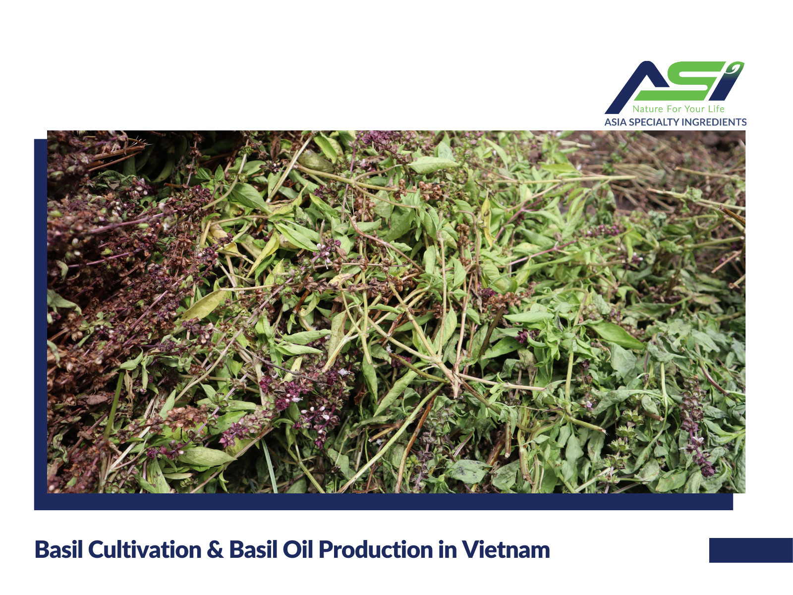 Basil Cultivation & Basil Oil Production in Vietnam