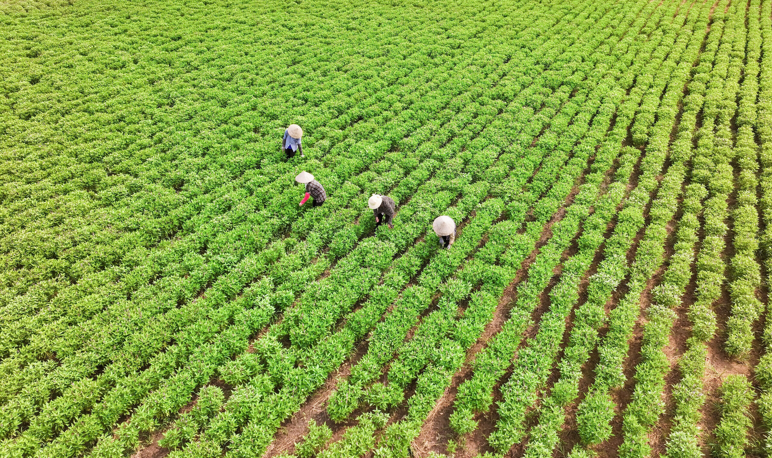 Cánh đồng Húng Quế - ASI