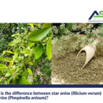 What is the difference between star anise (Illicium verum) and anise (Pimpinella anisum)?