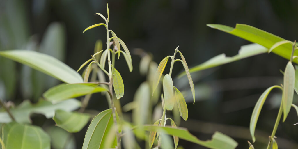 essential oils asi